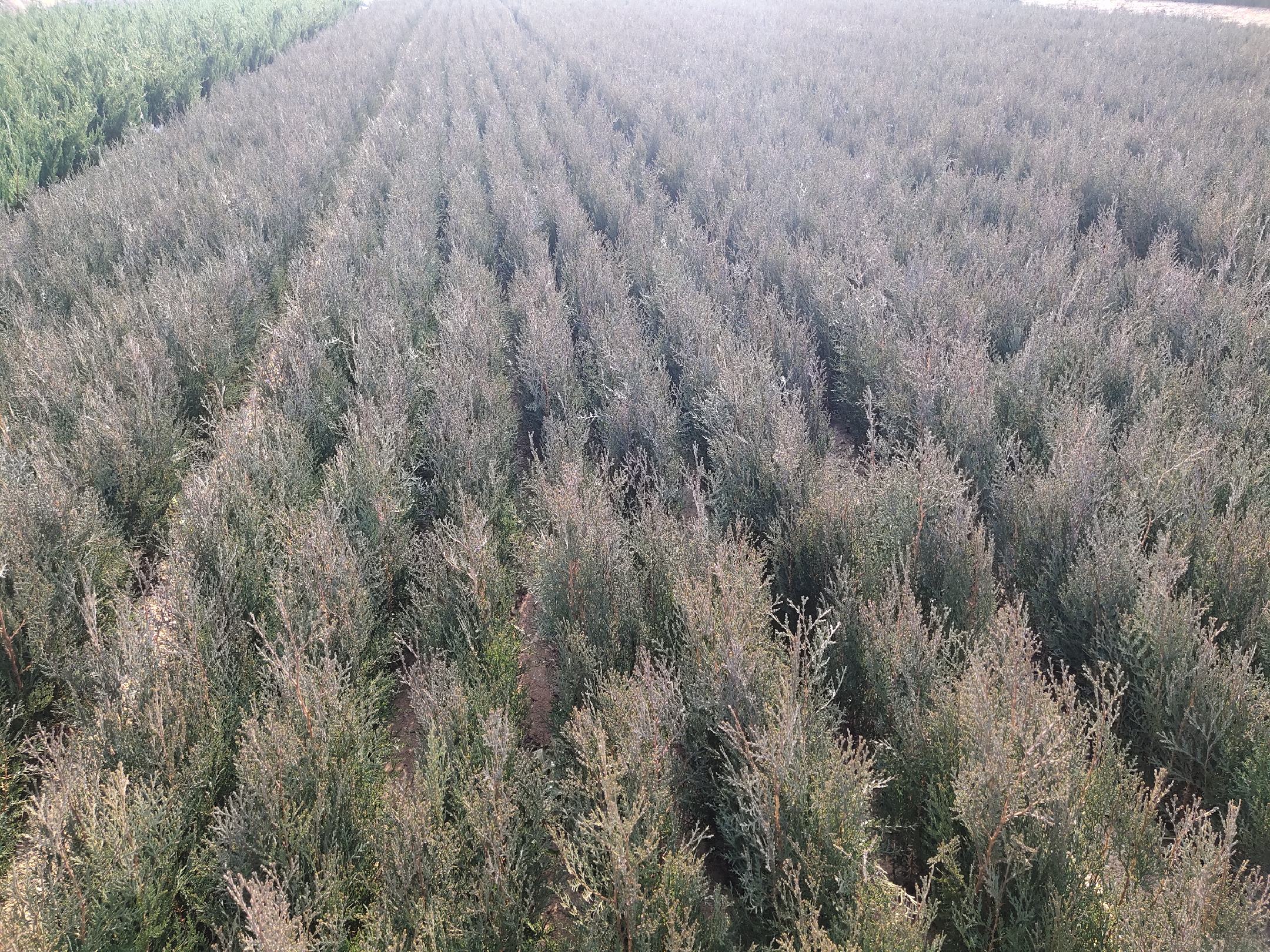 航拍视角下的侧柏基地,整齐划一的苗圃排列,绿意盎然,展现出良好的规模化种植景象 侧柏苗圃种植基地航拍图