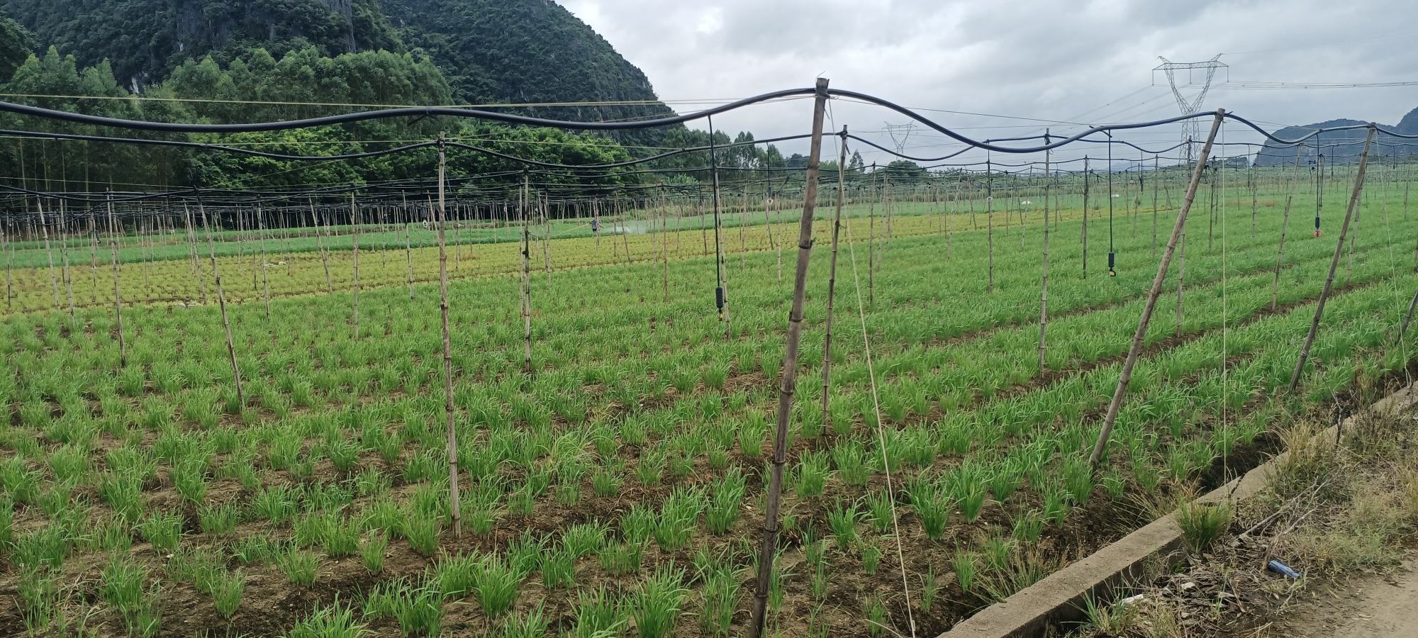 一片夏季生长的韭菜田,农民正在田间进行浅层培土作业,背景可见排水沟渠和部分覆盖的遮阳网,天空多云,显示为梅雨季节环境 夏季韭菜田间管理实景图