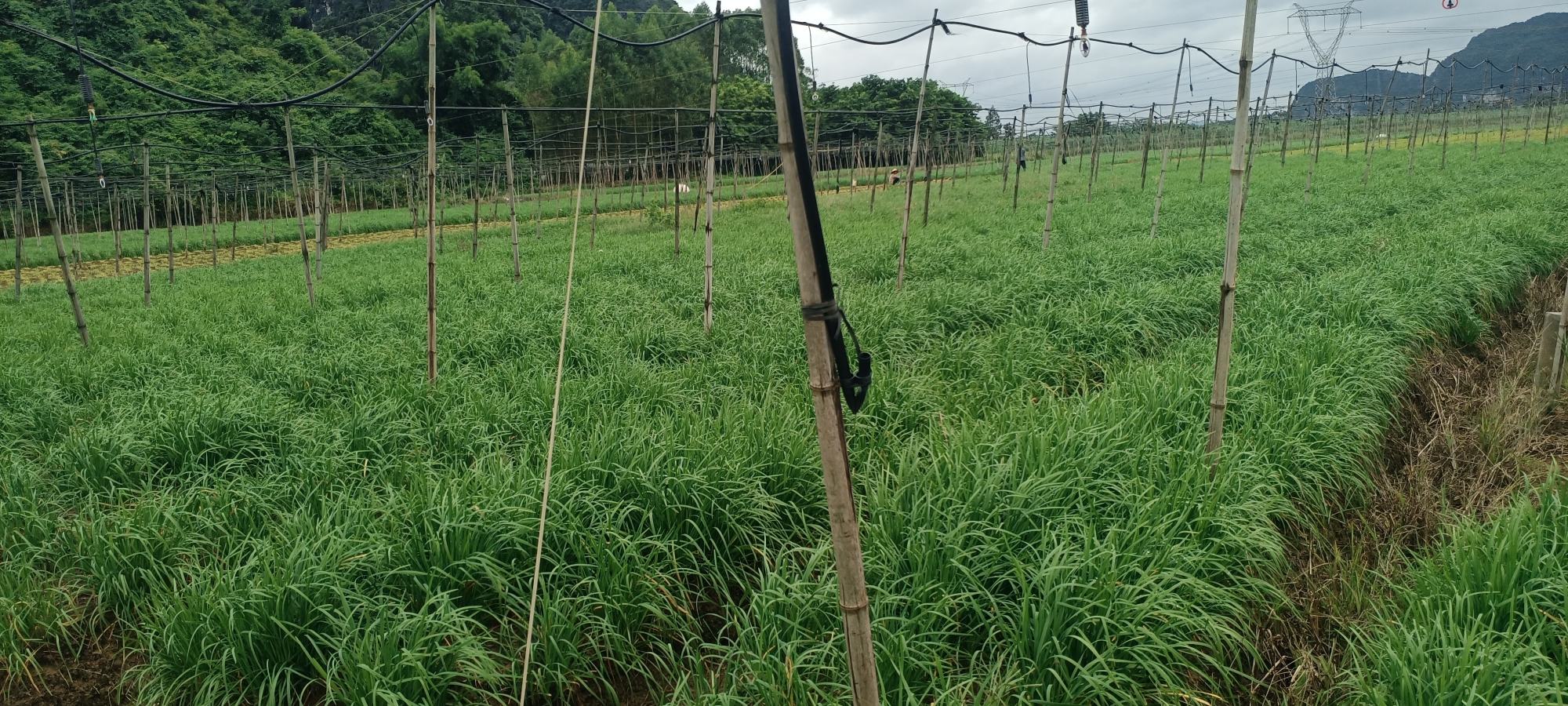 田野里成片种植的韭菜田