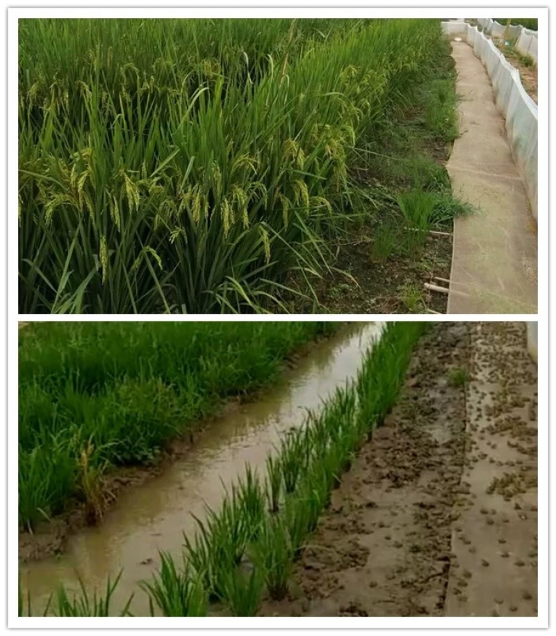 黑斑蛙小蝌蚪青蛙卵稻田养殖青蛙鲜活青蛙苗