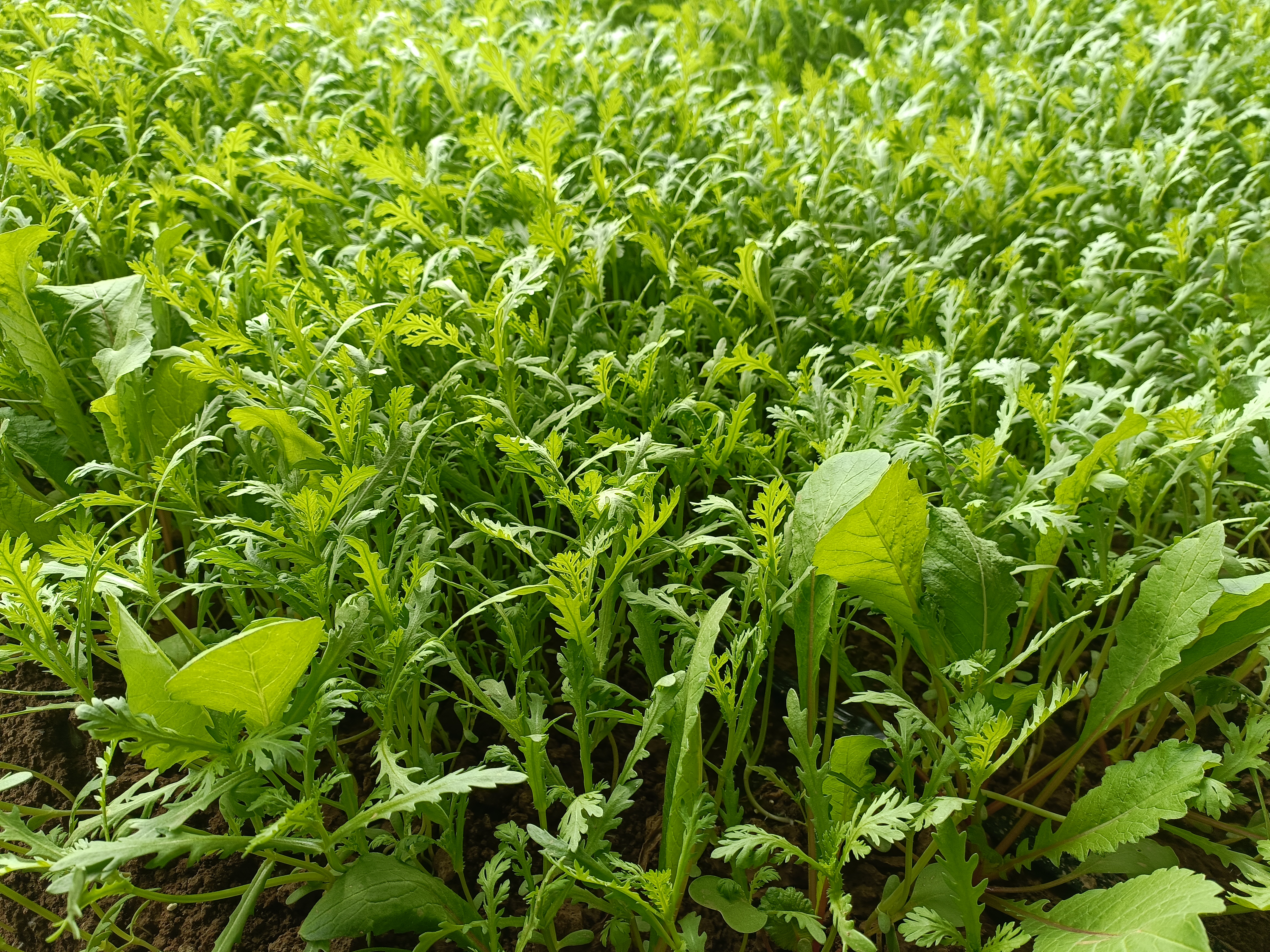 南茼蒿植株特写