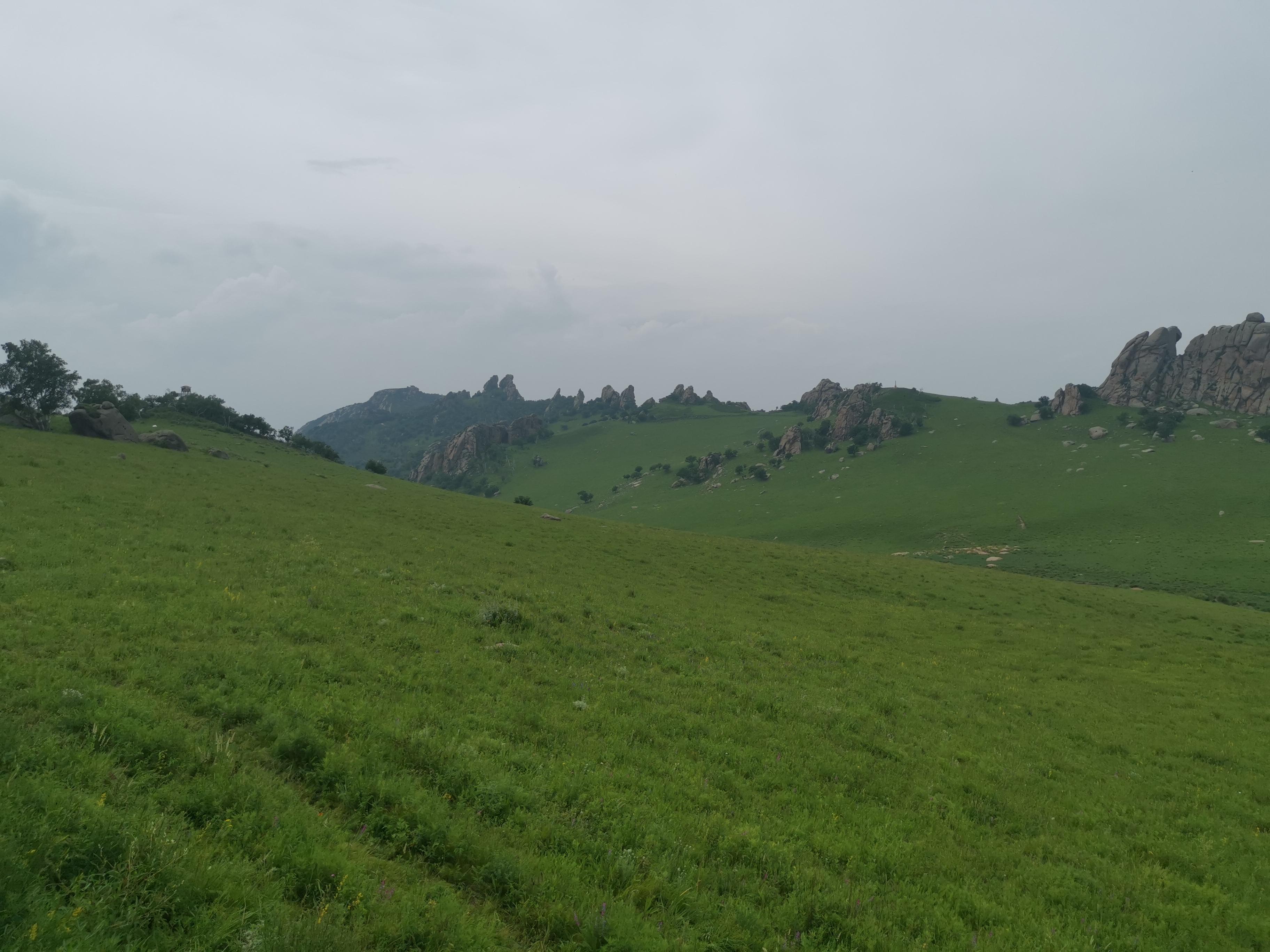 野油菜与油菜共生田间实景