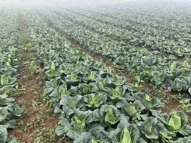 田间喷药防治甘蓝蚜虫