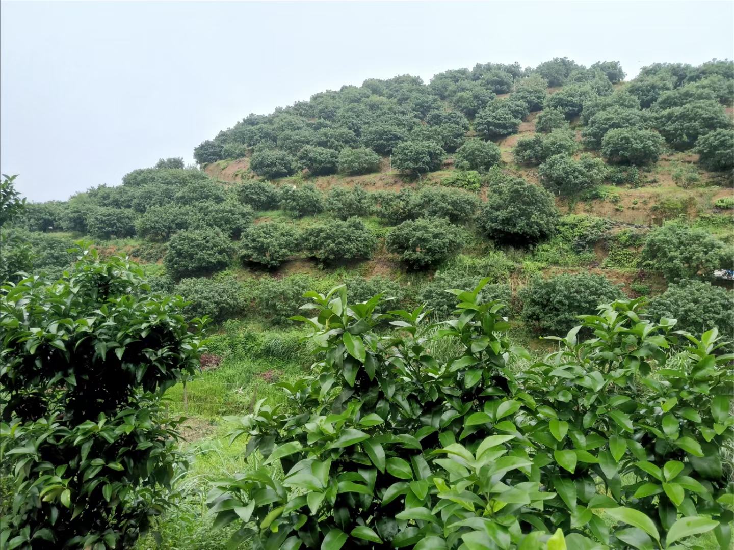 东魁杨梅母树原产地