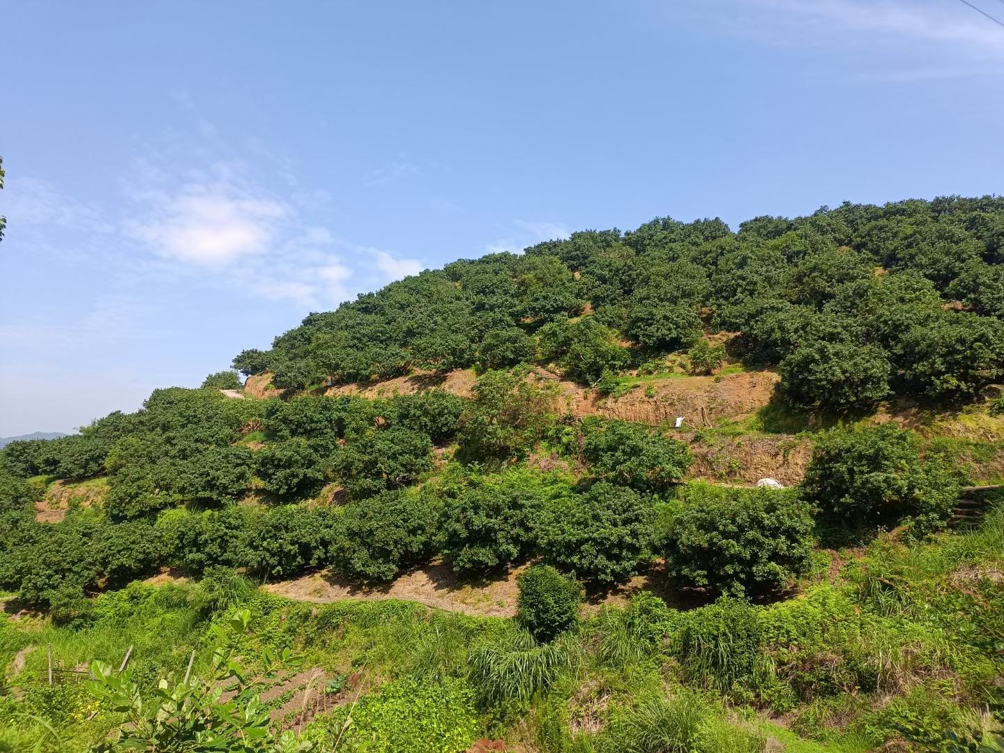 东魁杨梅果园全景图