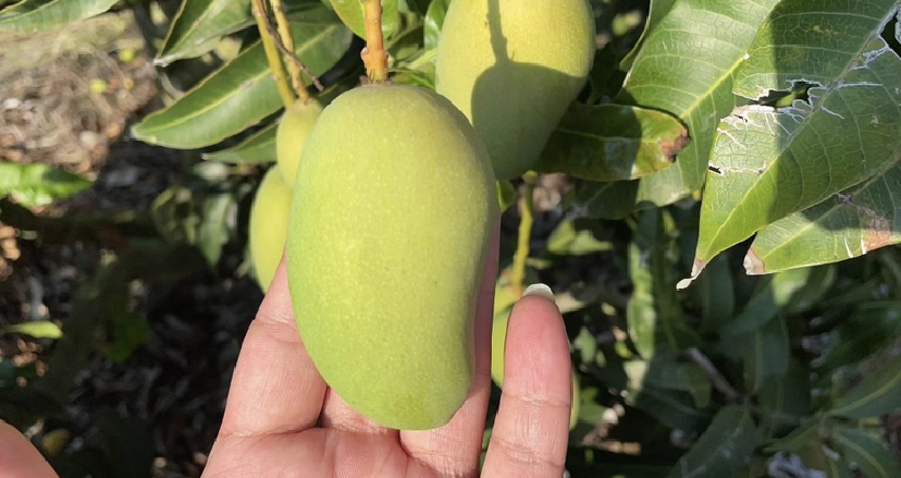 一位身穿浅色工作服的果农站在梯子上,小心翼翼地将成熟的金黄色小台农芒从树枝上剪下,放入背篓中。周围是挂满果实的芒果树,地面覆盖着干草,阳光透过树叶形成斑驳光影,展现真实的热带水果采收现场 果农采摘小台农芒场景