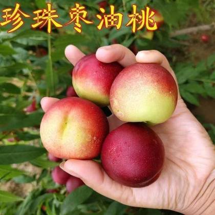 珍珠枣油桃品种介绍图片