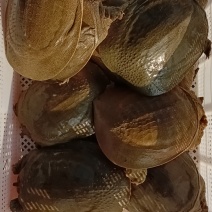 甲鱼水库青鱼老鳖批发公鱼3-5年