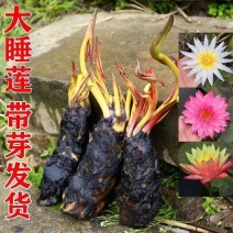 睡莲根块池塘睡莲花水培植物四季莲花盆栽水养花卉荷花大睡莲