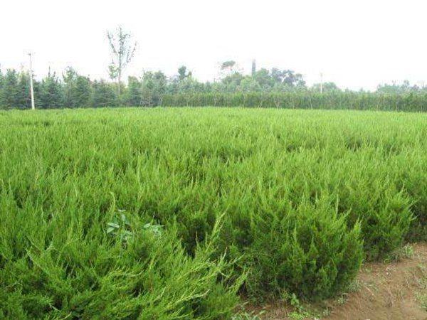 盐植3号龙柏成片种植景观