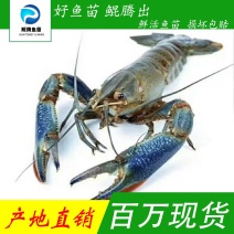 澳龙虾苗产地直销直供批发现货技术指导