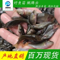 优选禾花鲤鱼苗产地直销直供现货直发全国可售