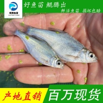 优选武鲳鳊鱼苗淡水养殖产地直销直供全国发货