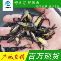 优选黄骨鱼苗产地直销直供全国可售欢迎订购