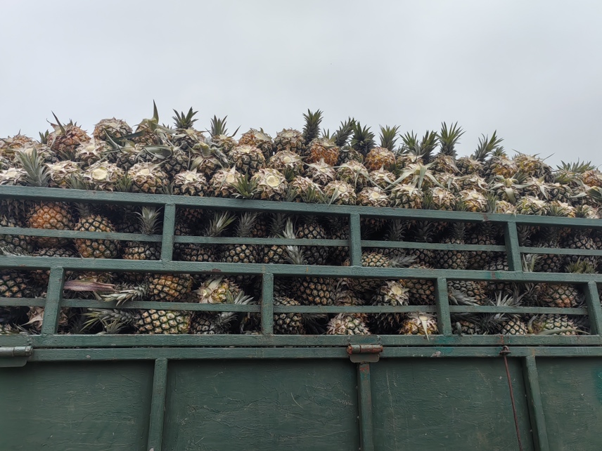 圣女果运输车辆在高速公路上行驶