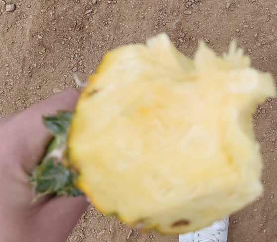菠萝果芯变色现象