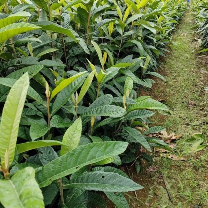 大五星枇杷苗价格行情