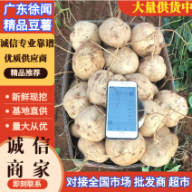 凉薯（地瓜）/豆薯，沙葛，脆口甘甜，当天采挖，新鲜！