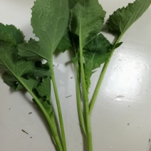 不苦，微甜油菜苔原菜