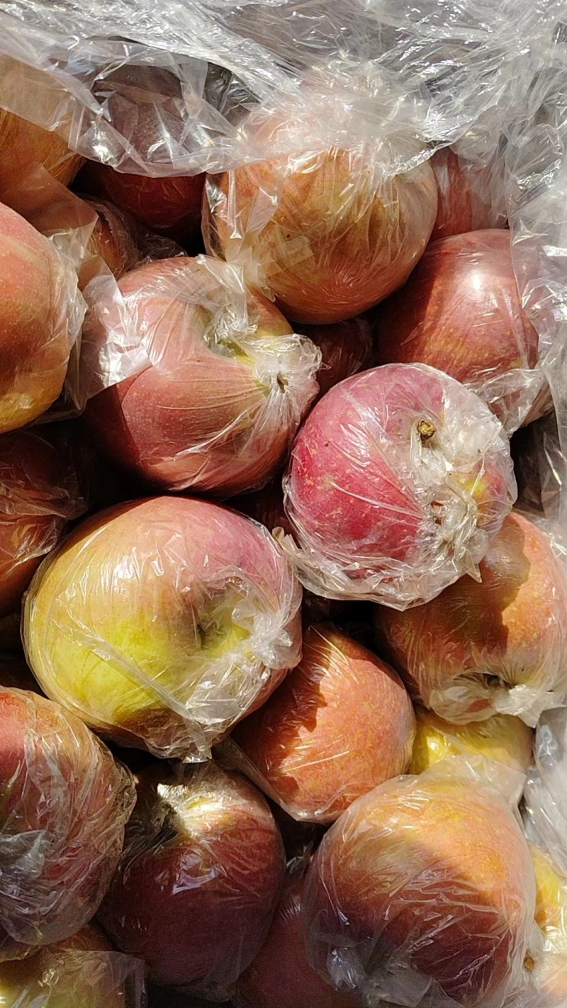 山西冰糖心苹果