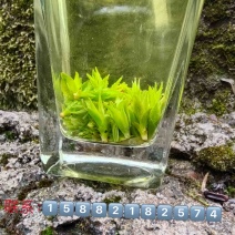 小叶苦丁茶苦丁米芽颜色翠绿颗粒肥美