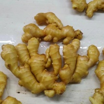 [生姜]大黄姜大量有货销售，价格低廉，品质保证