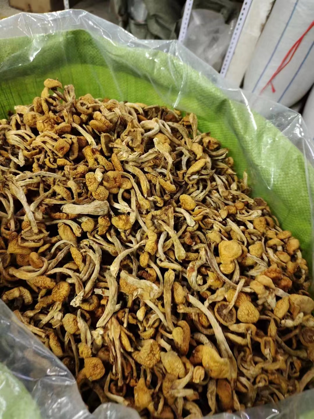[滑子菇批发]内蒙古赤峰宁城县滑子菇 60.00元/斤赤峰精品滑 _ 一亩田