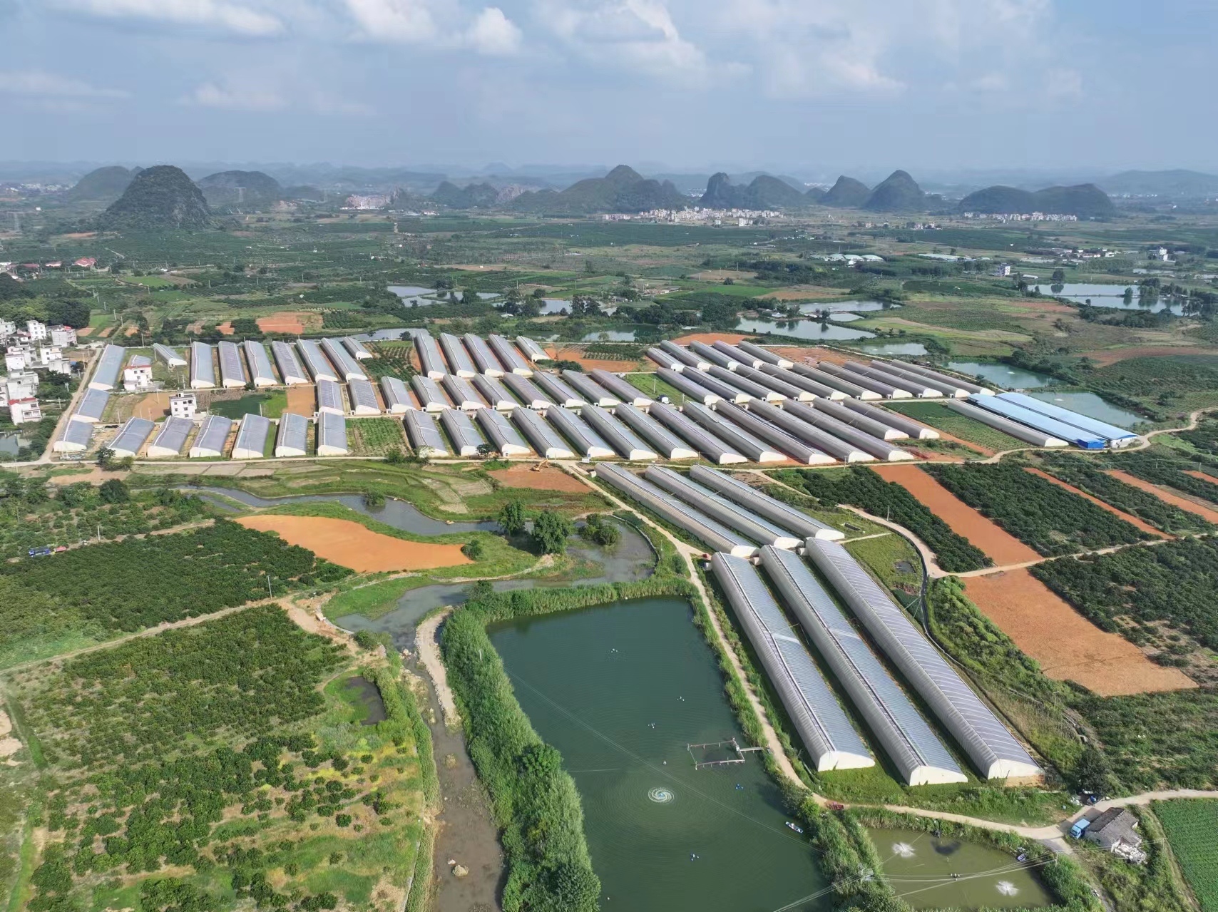 无人机航拍视角下的湖南省长沙市浏阳市某大型螺丝椒种植园区,连片的大棚整齐排列,田间管理道路清晰可见,农户正在采摘成熟果实,远处可见丘陵地貌与灌溉水渠系统 湖南省浏阳市螺丝椒种植基地航拍图