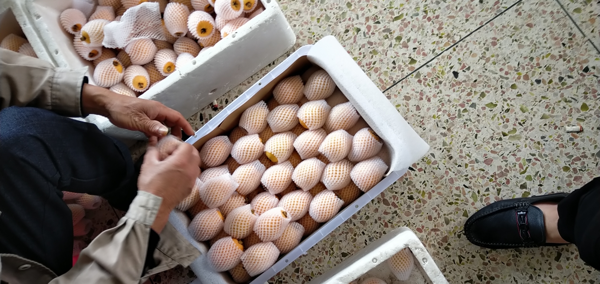 新鲜枇杷装箱发货图