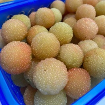 水晶白杨梅苗3年苗嫁接苗杯苗带土带叶发货的