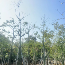 美丽异木棉