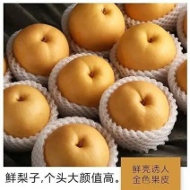秋月梨，果行端正，无渣，含糖量高，口感甜，一手货源