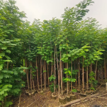 黄槐1-4分基地大量现货，欢迎各位客户咨询
