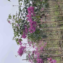 紫花风铃木