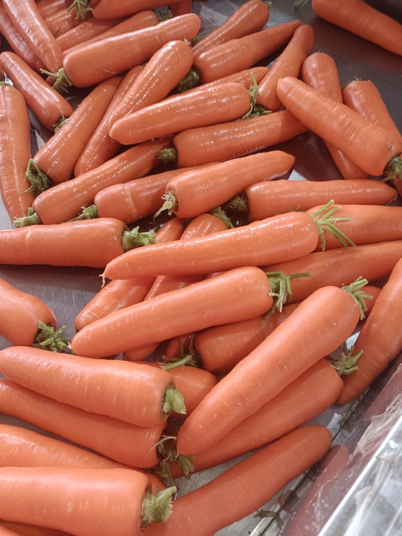 胡萝卜,土萝卜,水洗,市场.出口,电商平台