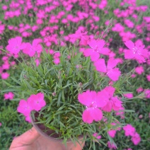 欧石竹