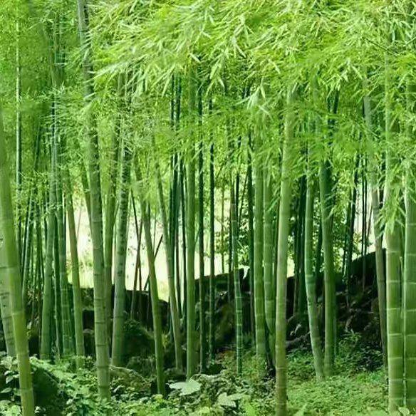 [毛竹种子批发]江苏宿迁沭阳县毛竹种子 18.00元/斤大型毛竹 _ 一亩田