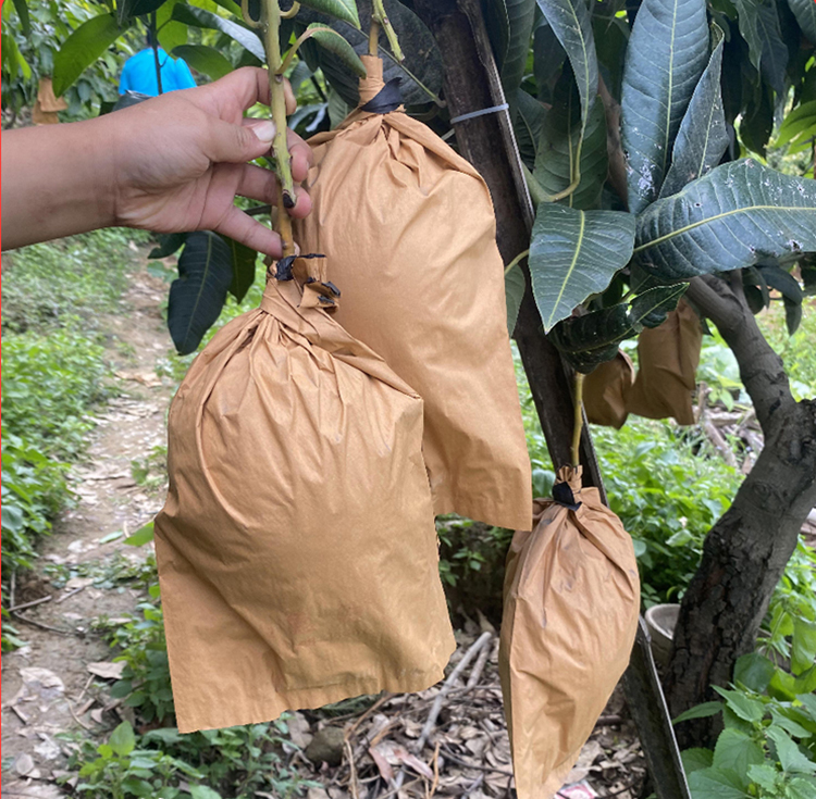 果园中果农正在为贵妃芒幼果套上浅黄色纸质防虫袋，操作细致，背景为整齐排列的芒果树