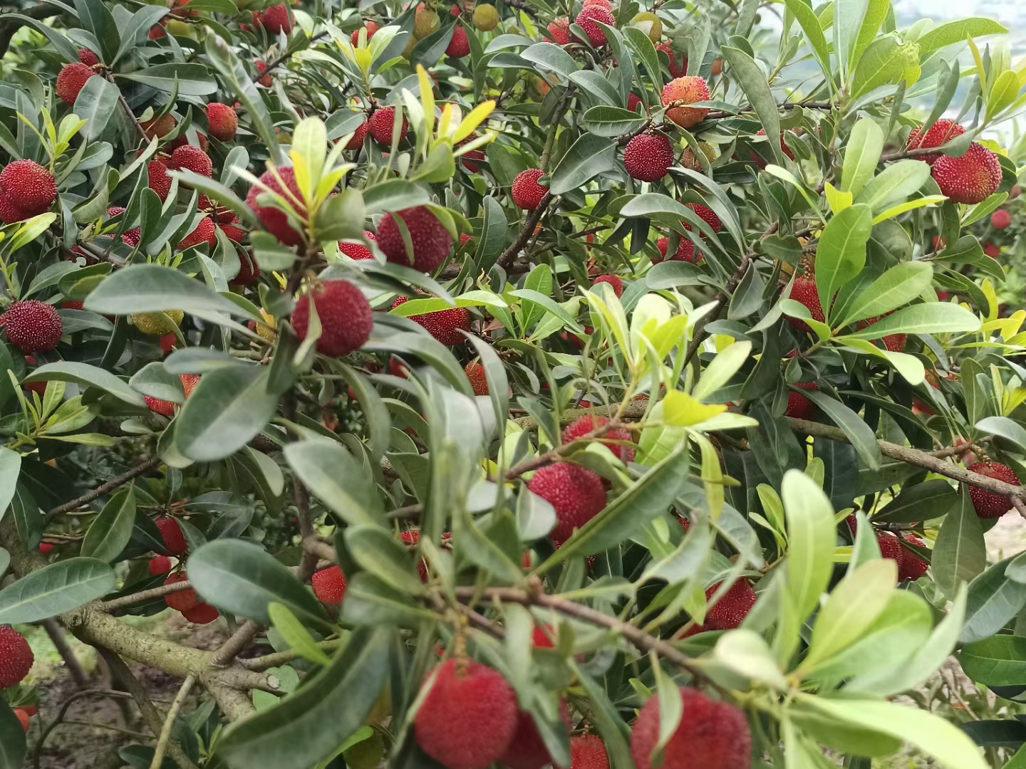 东魁杨梅花期管理是提高坐果率的关键时期 东魁杨梅花果期管理