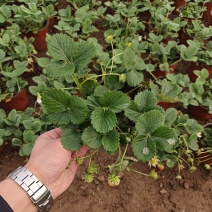 草莓盆栽，大冠幅。多颗型。质量好