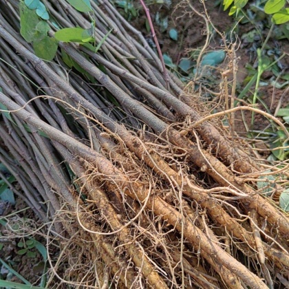 崆峒区刺槐苗价格行情走势 - 一亩田