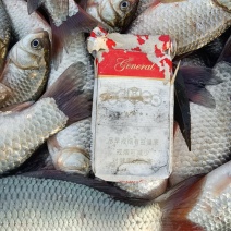山东鲫鱼