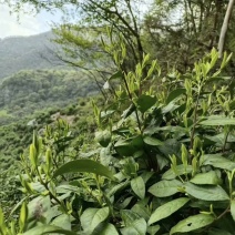 黄山毛峰