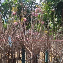 日本樱花