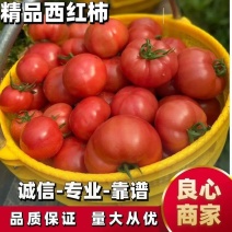 正宗普罗旺斯西红柿番茄供货档口电商产地直销欢迎来电