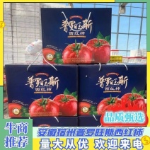 精品普罗旺斯西红柿番茄产地直供供全国电商档口社团商超