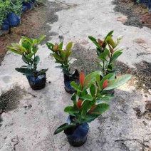 龙船花