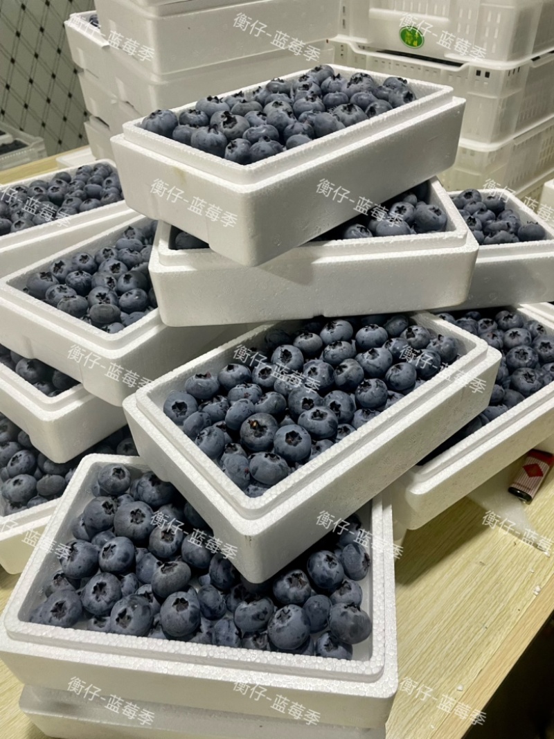 云南蓝莓长年批发蓝莓新鲜散果盒装礼盒装
