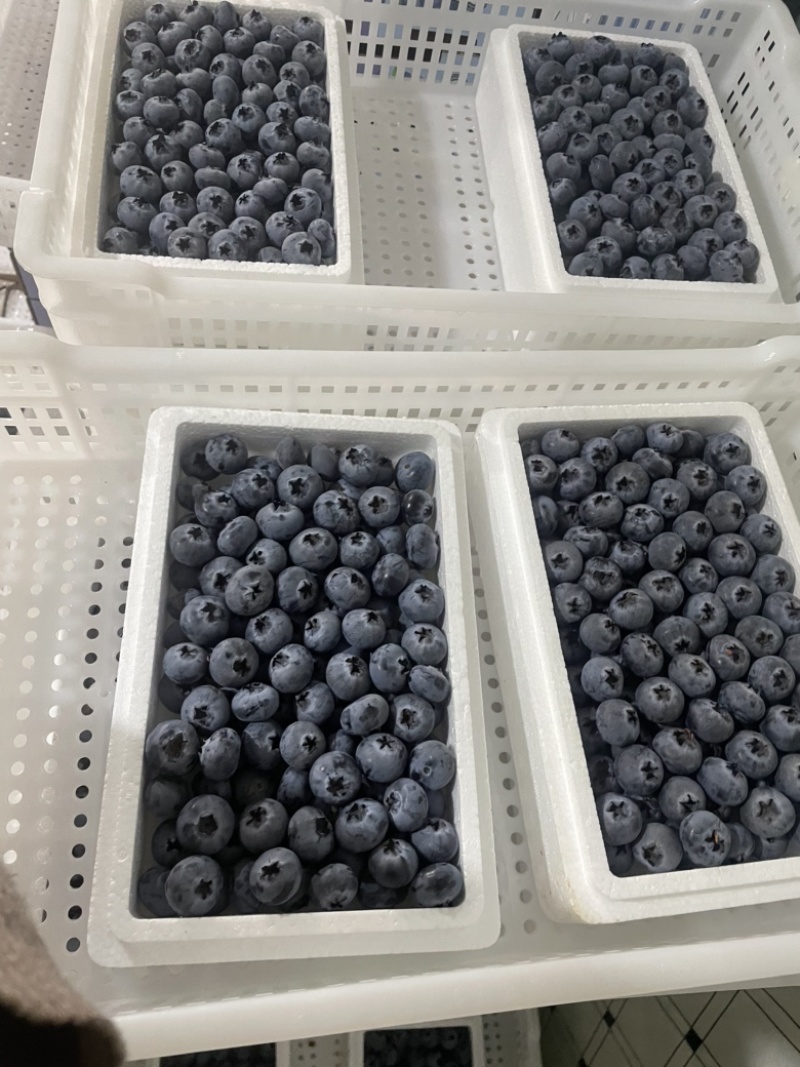 云南蓝莓长年批发蓝莓新鲜散果盒装礼盒装