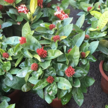 龙船花